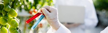 Biyolojistin Cherry Domates ve pankartın yanında test tüpleri tutarken kısmi görüntüsü