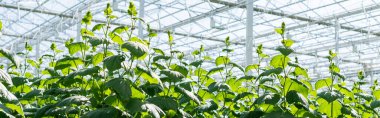 green cucumber plants growing in glasshouse, banner clipart