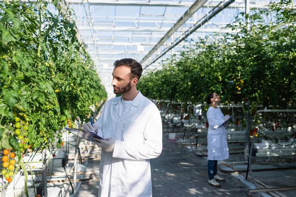 Kvalitetsinspektör Skriva Urklipp Nära Tomatplantor Och Kollega Suddig Bakgrund — Stockfoto