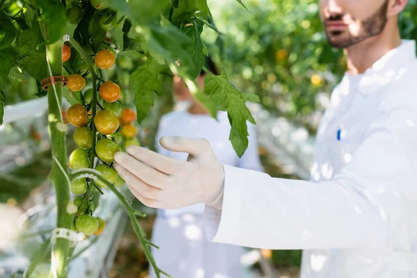 Vista Recortada Del Inspector Calidad Examinando Tomates Cherry Fondo Borroso —  Fotos de Stock