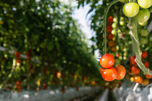 close up view of green and red cherry tomatoes in glasshouse on blurred background
