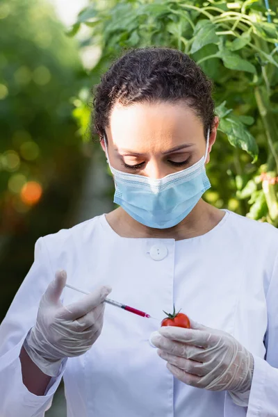 african american quality inspector in medical mask making analysis of tomato in greenhouse