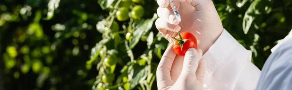 cropped view of quality inspector with tomato and syringe in greenhouse, banner