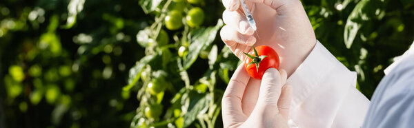 cropped view of quality inspector with tomato and syringe in greenhouse, banner