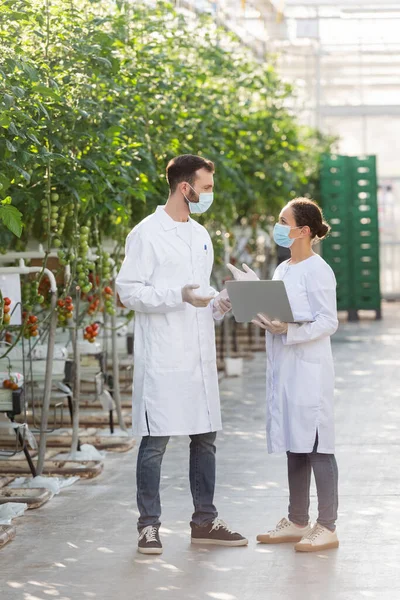 Tecnólogos Agrícolas Multiétnicos Máscaras Médicas Gesticular Enquanto Fala Estufa — Fotografia de Stock