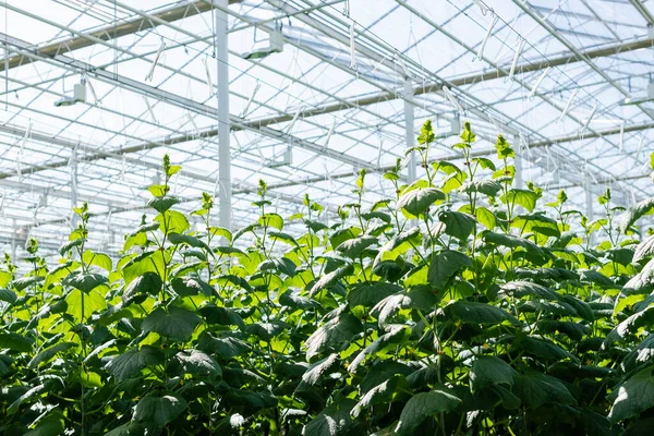 Glasshouse Cucumber Plants Natural Light — Stock Photo, Image