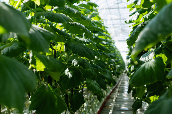 selective focus of cucumber plants in glasshouse, blurred foreground