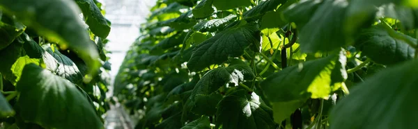 Rows Cucumber Plants Growing Glasshouse Blurred Foreground Banner — Stock Photo, Image