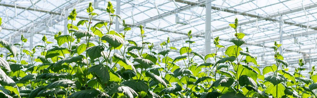 green cucumber plants growing in glasshouse, banner