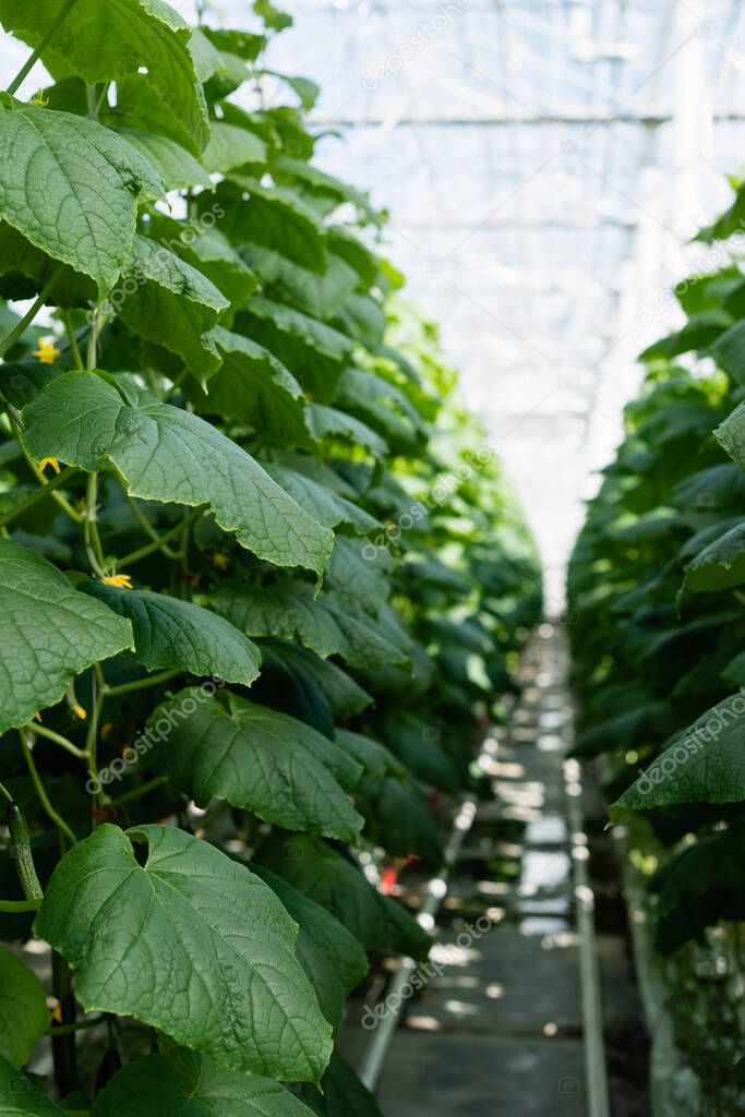 green cucumber plants in glasshouse, blurred background