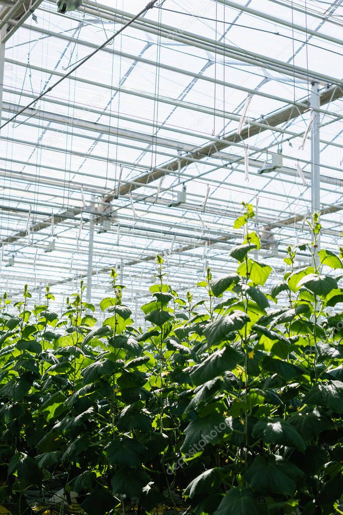 greenhouse with natural light and growing cucumber plants