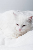 weiße Katze auf weicher Decke isoliert auf grau 