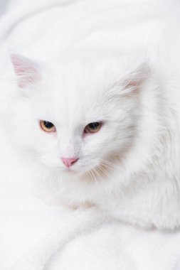 Yumuşak battaniyede beyaz ve tüylü kedi manzarası 