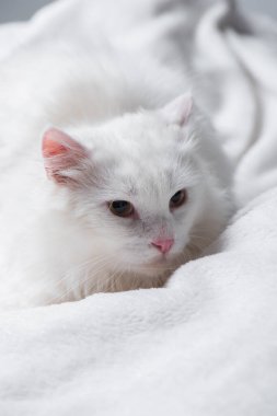 Kürklü kedi yumuşak beyaz battaniyede yatıyor.