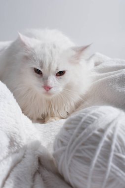 Beyaz kedi, gri üzerine izole edilmiş yumuşak bir battaniye üzerinde bulanık ve karışık bir iplik yumağının yanında. 