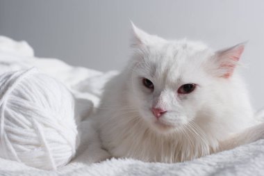 Battaniyeye dolanmış iplik yumağının yanındaki beyaz kedi gride izole edilmiş. 