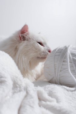Gri üzerinde izole edilmiş iplik yumağının yanındaki beyaz kedi. 