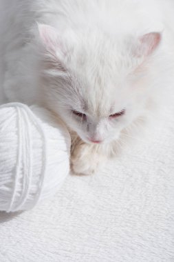 Karışık iplik yumağının yakınındaki beyaz evcil kedinin üst görünümü