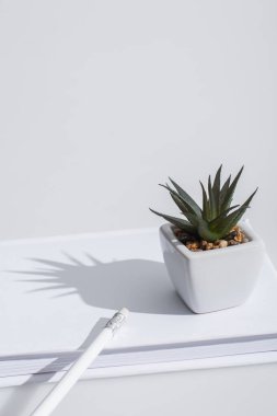 Yeşil aloe bitkisi beyaz üzerine sert kapaklı