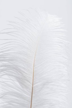 weightless and soft feather isolated on white  clipart