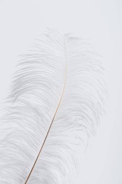weightless and fluffy feather isolated on white  clipart