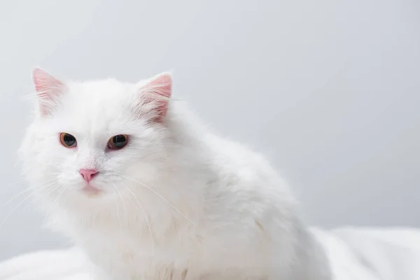 Flauschige Katze Auf Verschwommener Weicher Decke Isoliert Auf Grau — Stockfoto