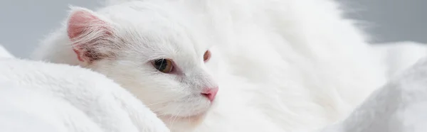 灰色のバナーに隔離された柔らかい毛布の上の毛皮の猫 — ストック写真