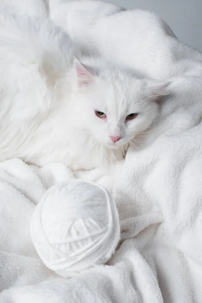Fluffy Cat White Ball Thread Soft Blanket — Stock Photo, Image