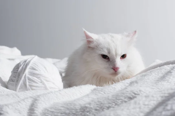 Λευκή Γάτα Κοντά Μπλεγμένη Μπάλα Του Νήματος Μαλακή Κουβέρτα Που — Φωτογραφία Αρχείου