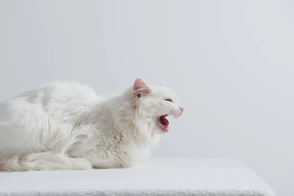 Harige Kat Maakt Miauw Geluid Geïsoleerd Grijs — Stockfoto