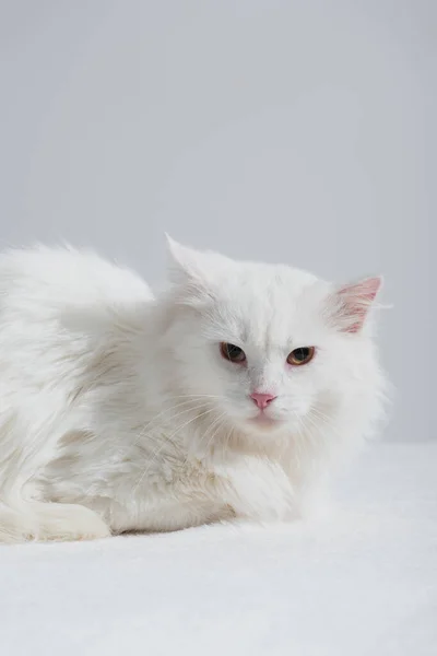 Weiße Hauskatze Auf Weicher Decke Isoliert Auf Grau — Stockfoto