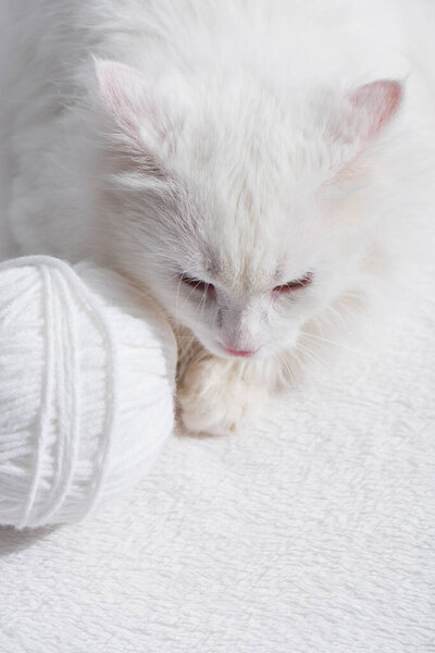 top view of white domestic cat near tangled ball of thread