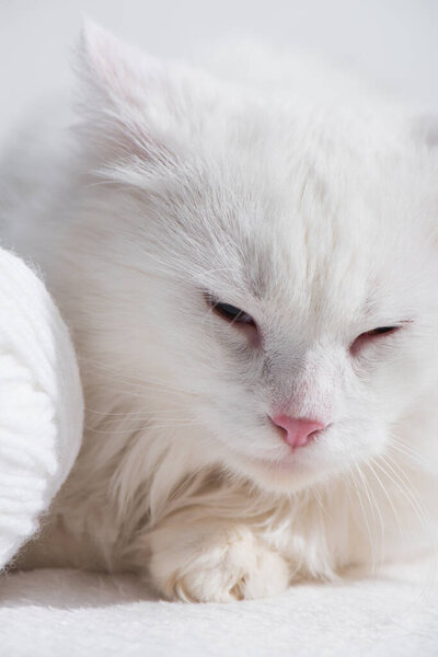 close up of white domestic cat near tangled ball of thread 