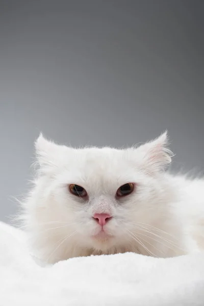Bílá Kočka Měkké Bílé Dece Izolované Šedé — Stock fotografie