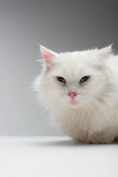 Οικόσιτη Χνουδωτή Γάτα Λευκό Τραπέζι Απομονωμένη Γκρι — Φωτογραφία Αρχείου