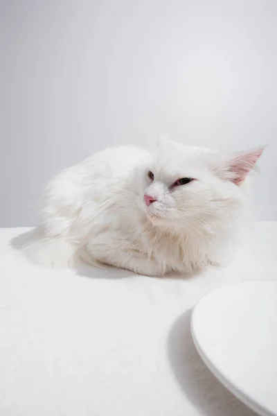 Domestic Fluffy Cat Lying Plate Milk White Desk Isolated Grey — Stock Photo, Image