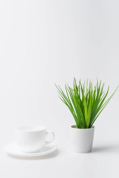 Zelená Rostlina Blízkosti Prázdného Kelímku Talíře Izolované Bílém — Stock fotografie