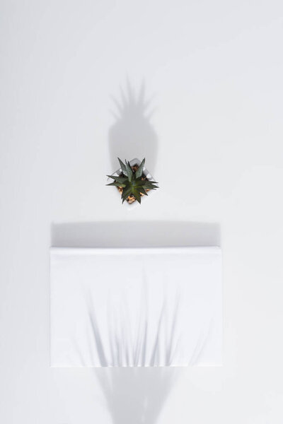 top view of green plant near book with hardcover on white