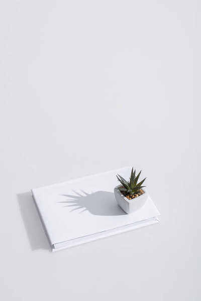 high angle view of green plant on book with hardcover on white