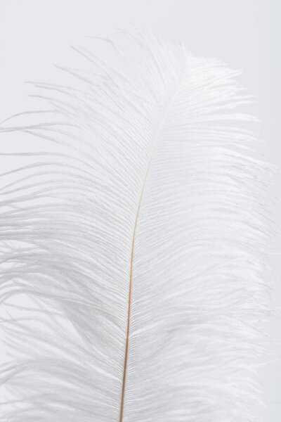 невесомое и мягкое перо, изолированное на белом 
