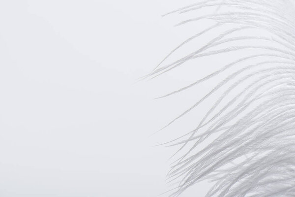 weightless and soft feather isolated on white with copy space