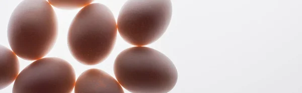 Bottom View Raw Organic Eggs Isolated White Banner — Stock Photo, Image