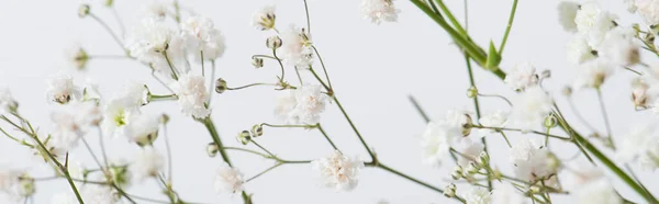 branches with blooming flowers on white background, banner