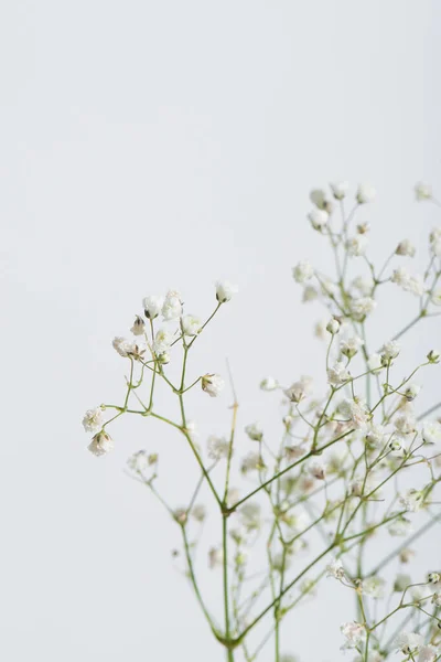 Ramos Com Minúsculas Flores Floridas Isoladas Branco — Fotografia de Stock