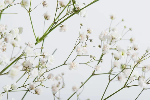 Ágak Virágzó Virágok Fehér Háttér — Stock Fotó