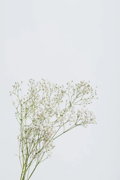 Ramos Com Flores Florescendo Gypsophila Isolado Branco — Fotografia de Stock