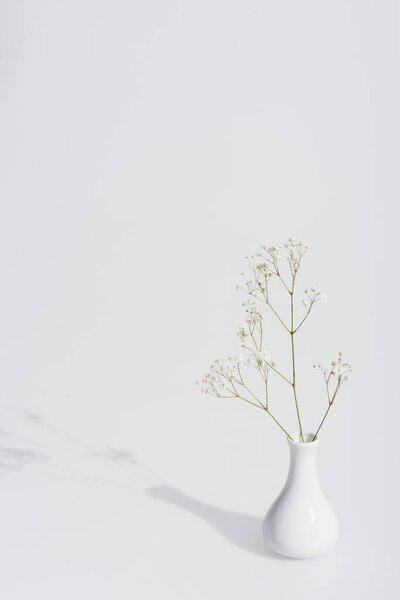 shadow near blooming flowers in vase on white background