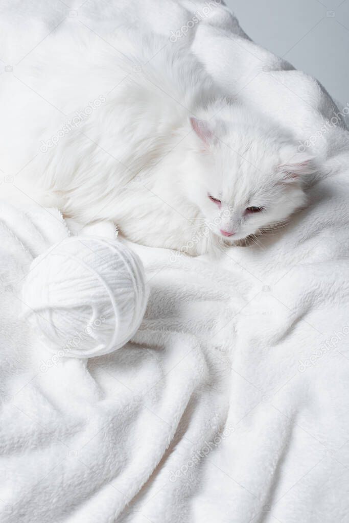 high angle view of fluffy cat near white ball of thread on soft blanket 
