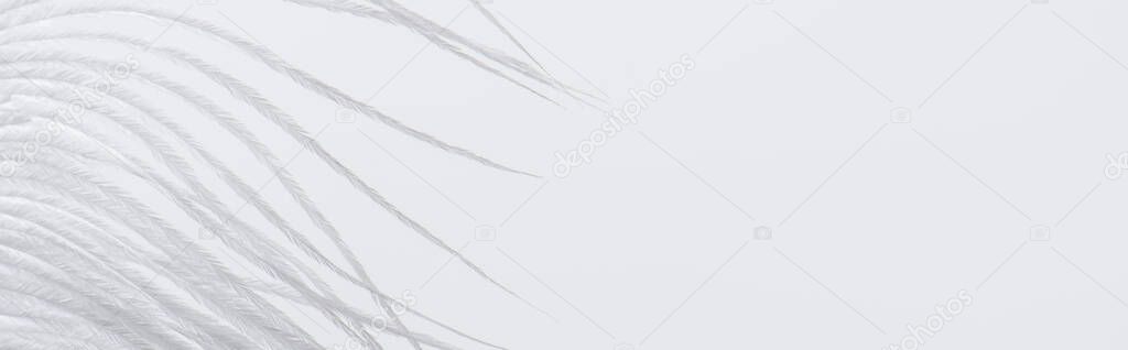 weightless and soft feather isolated on white, banner