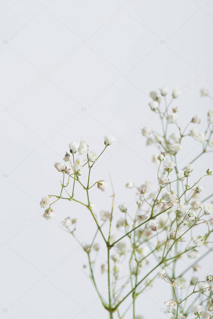 branches with tiny blooming flowers isolated on white 